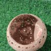 Coconut Shell Floral Candle Holder